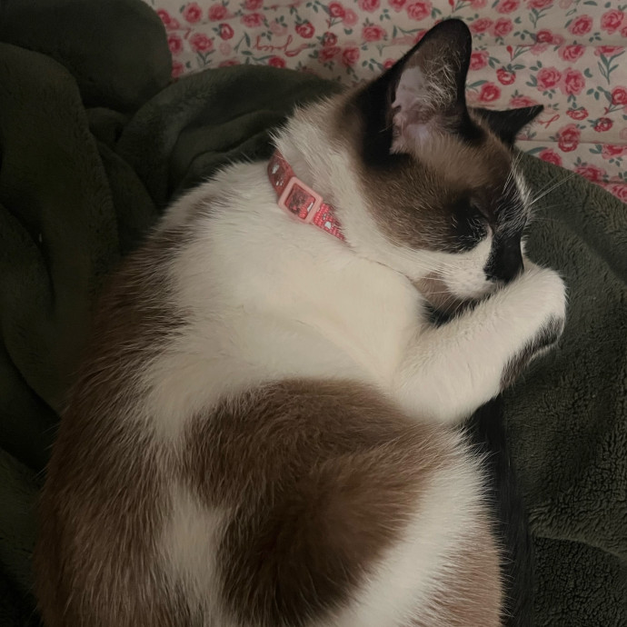 Des's Cat Care
