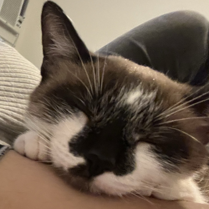Des's Cat Care photo 3
