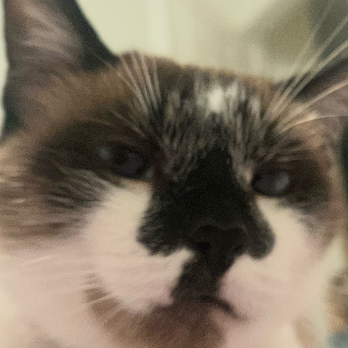 Des's Cat Care photo 2