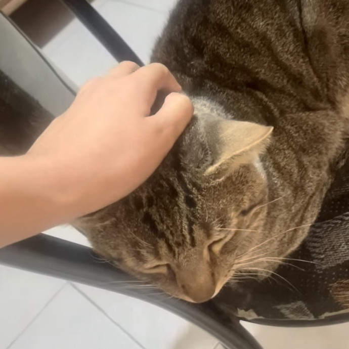 Pawesome Meowments