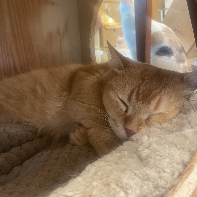 Pawesome Meowments photo 3