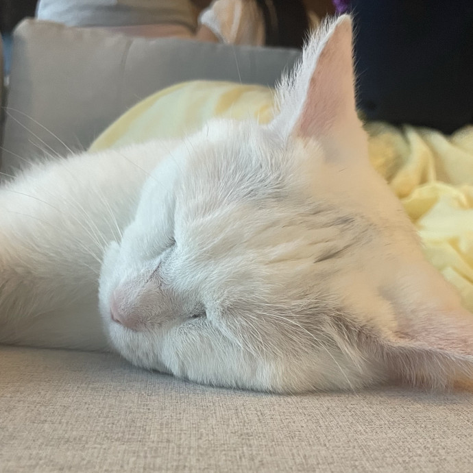 Pawesome Meowments photo 2