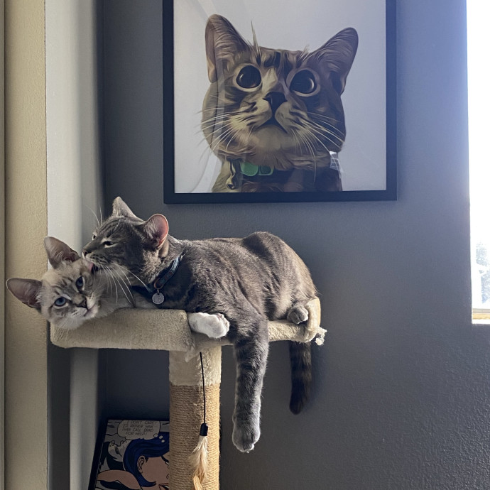 Fluent In Meow