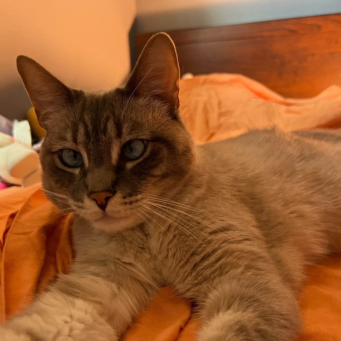 Fluent In Meow