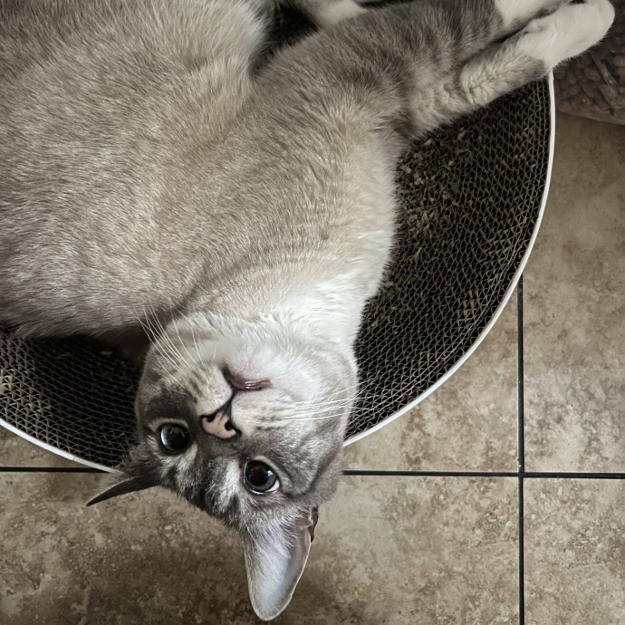 Fluent In Meow