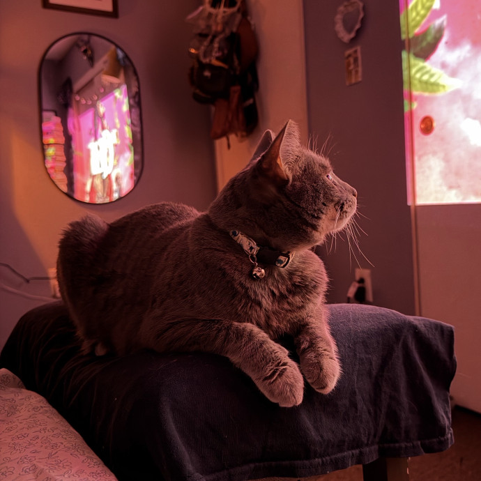 Fluent In Meow photo 3