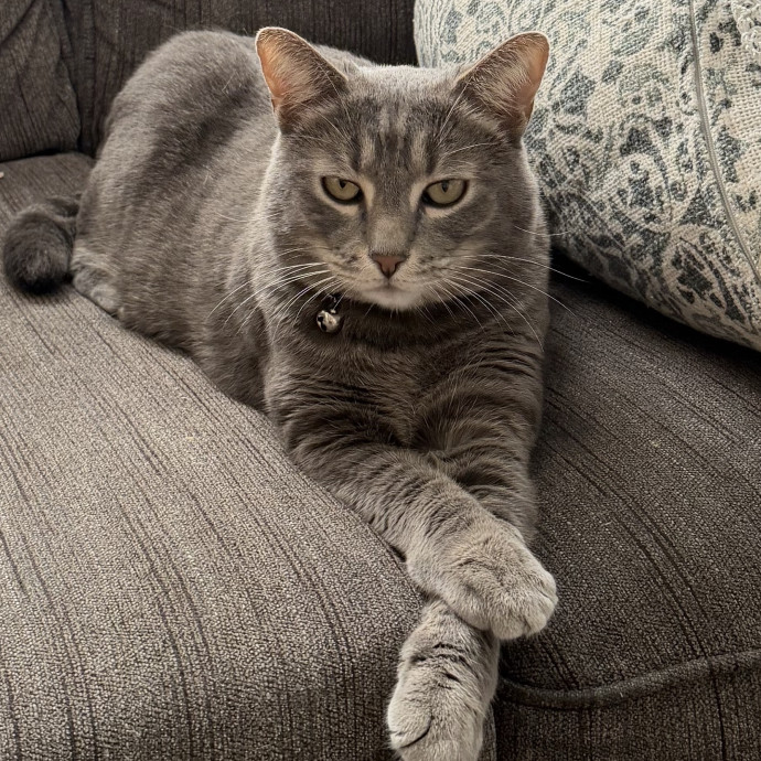 Fluent In Meow photo 2