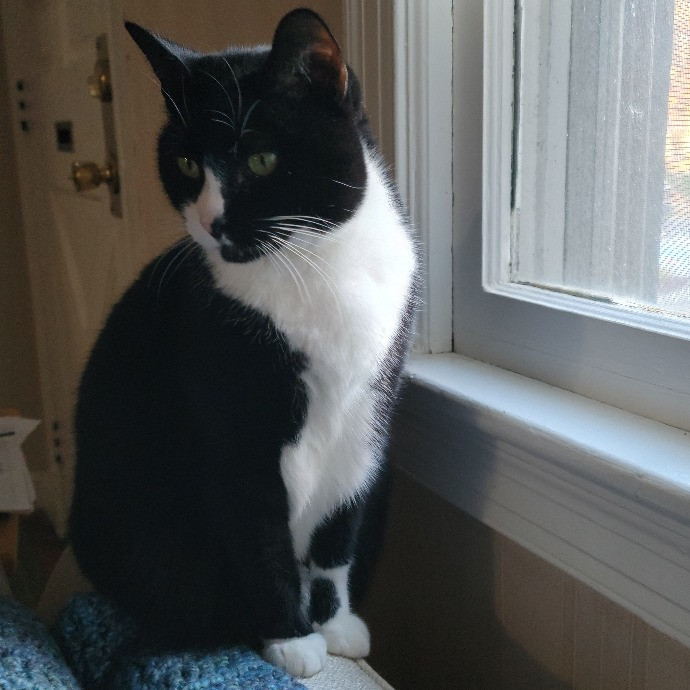 Suzanne Loves Cats Kitty Care photo 2