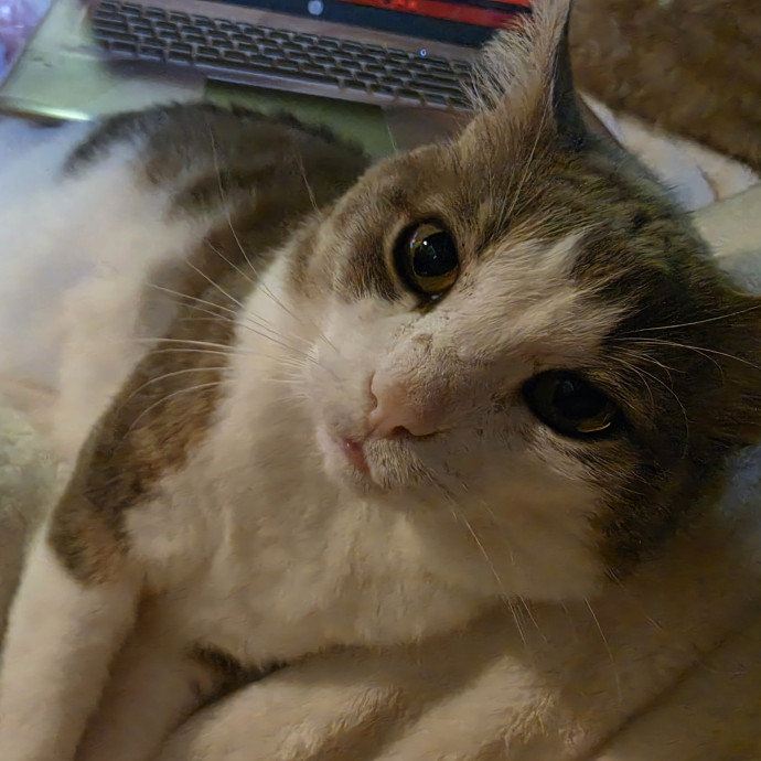 Experienced Cat Sitter  Pet Care