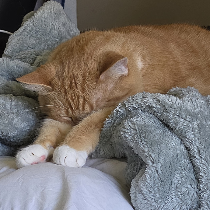 Experienced Cat Sitter  Pet Care photo 3