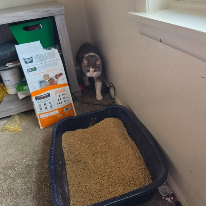 Experienced Cat Sitter  Pet Care photo 2