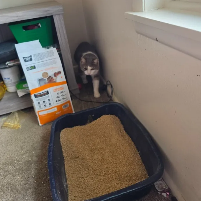 Experienced Cat Sitter  Pet Care photo 2