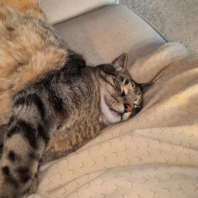 K's Amore D'floofs