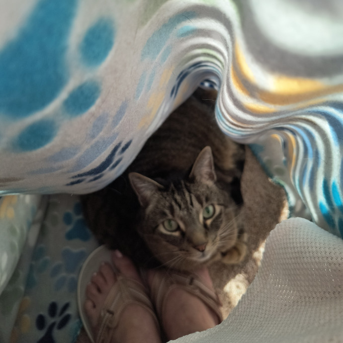K's Amore D'floofs