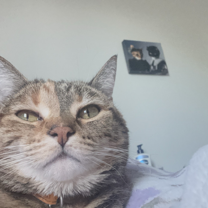 Cat Loving College Student