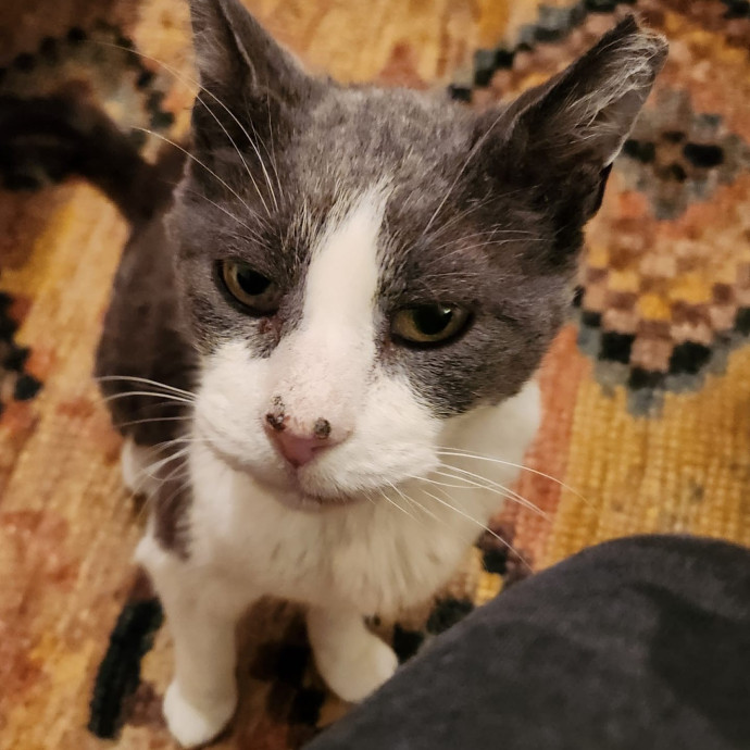 Cats Are Purrfection