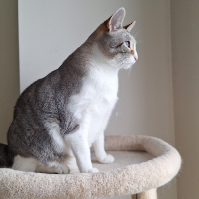 Cats Are Purrfection