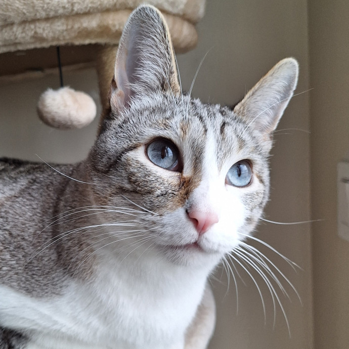 Cats Are Purrfection