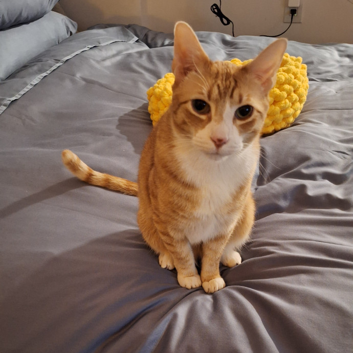 Cats Are Purrfection
