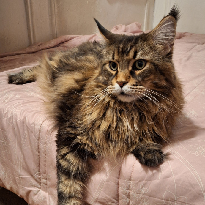 Cats Are Purrfection photo 3