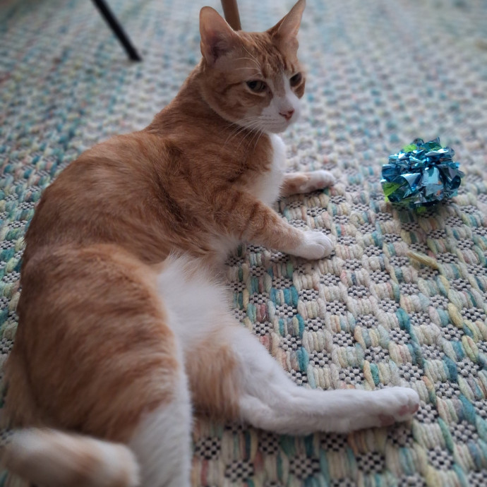 Cats Are Purrfection photo 2