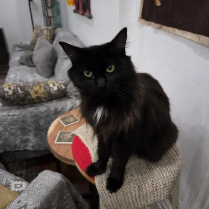 Diego A.