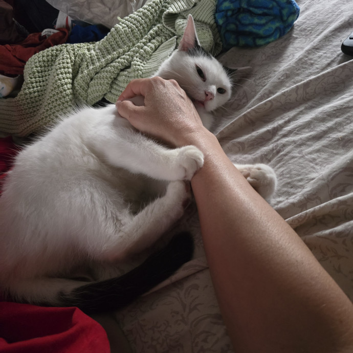 Cat Whisperer