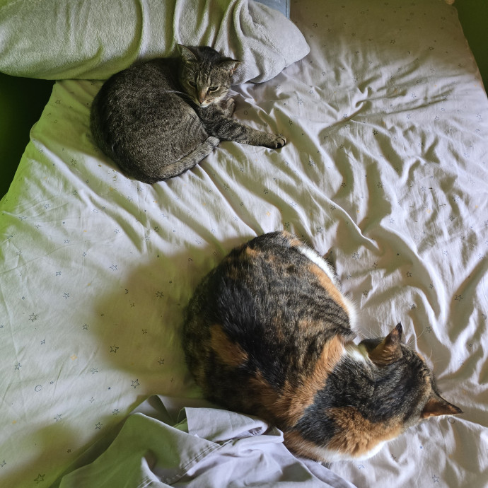 Cat Whisperer photo 2