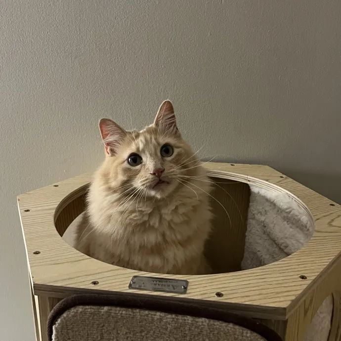 Cat Mom To Four Here To Love Yours Too