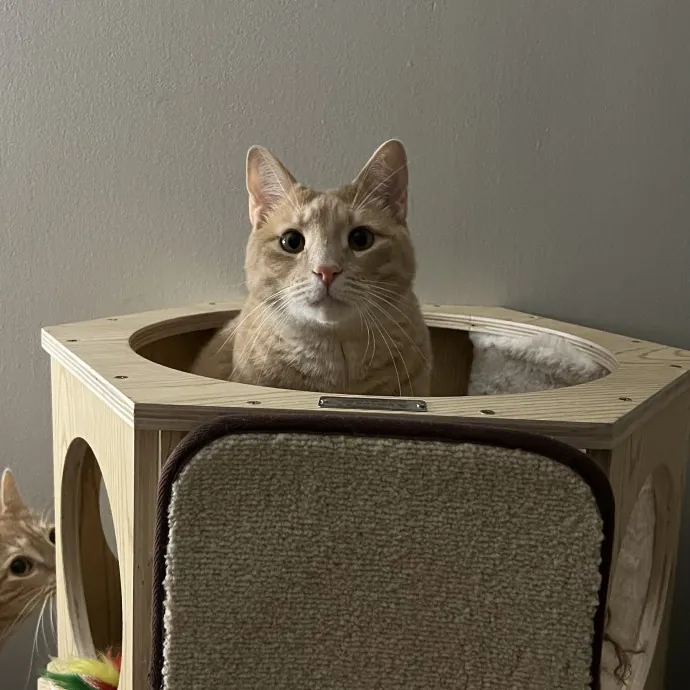 Cat Mom To Four Here To Love Yours Too