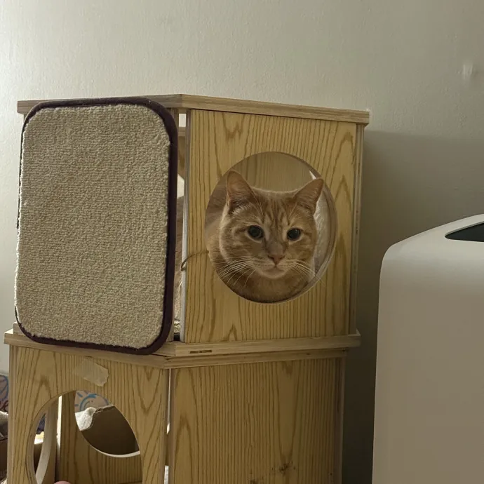 Cat Mom To Four Here To Love Yours Too