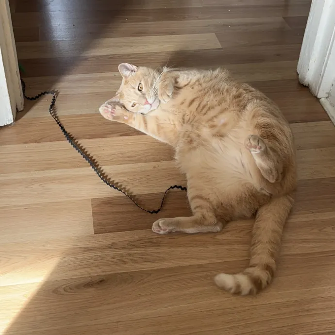 Cat Mom To Four Here To Love Yours Too