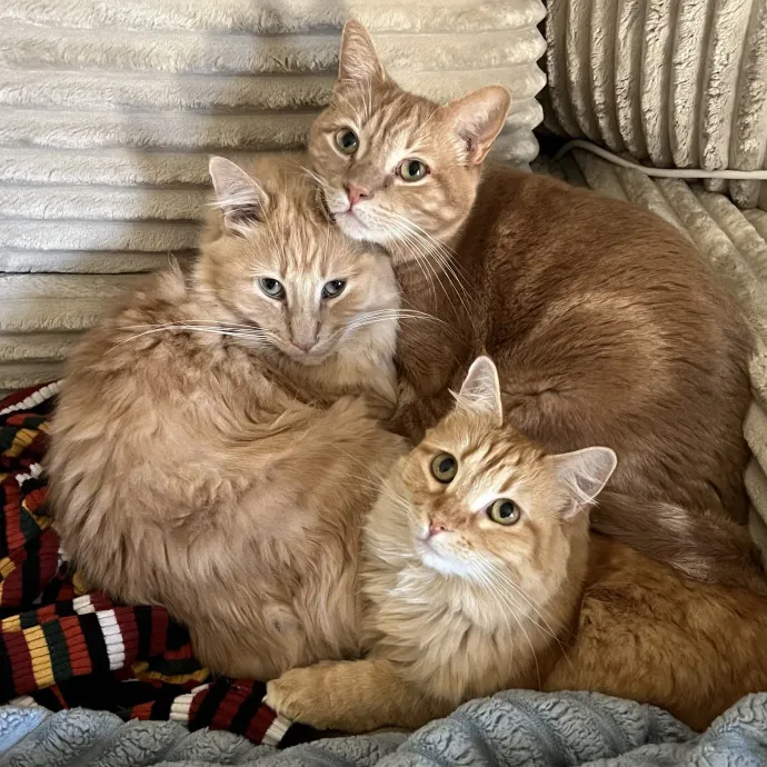 Cat Mom To Four Here To Love Yours Too