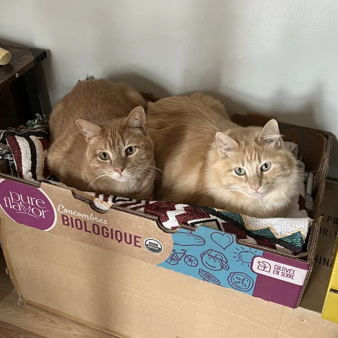 Cat Mom To Four Here To Love Yours Too