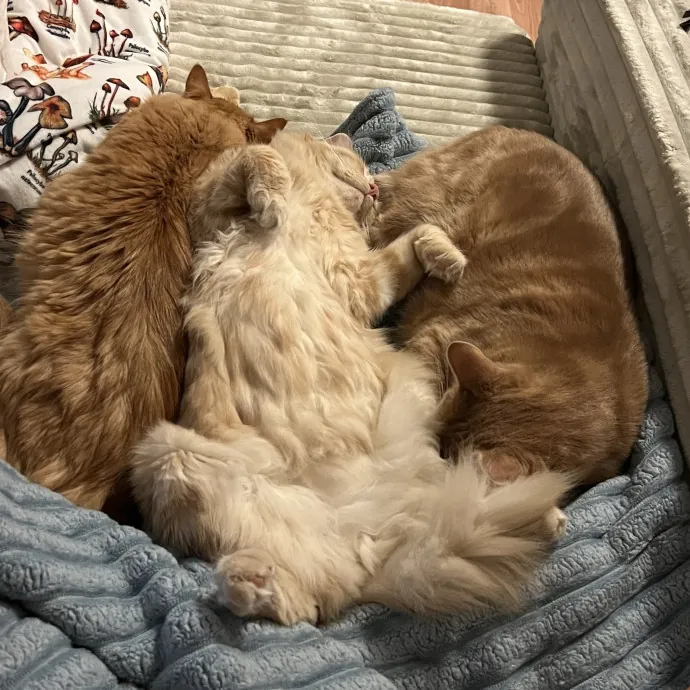 Cat Mom To Four Here To Love Yours Too