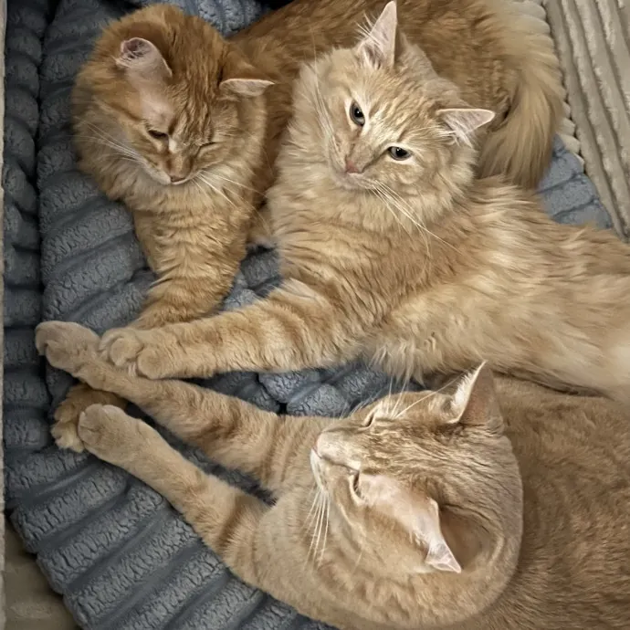 Cat Mom To Four Here To Love Yours Too