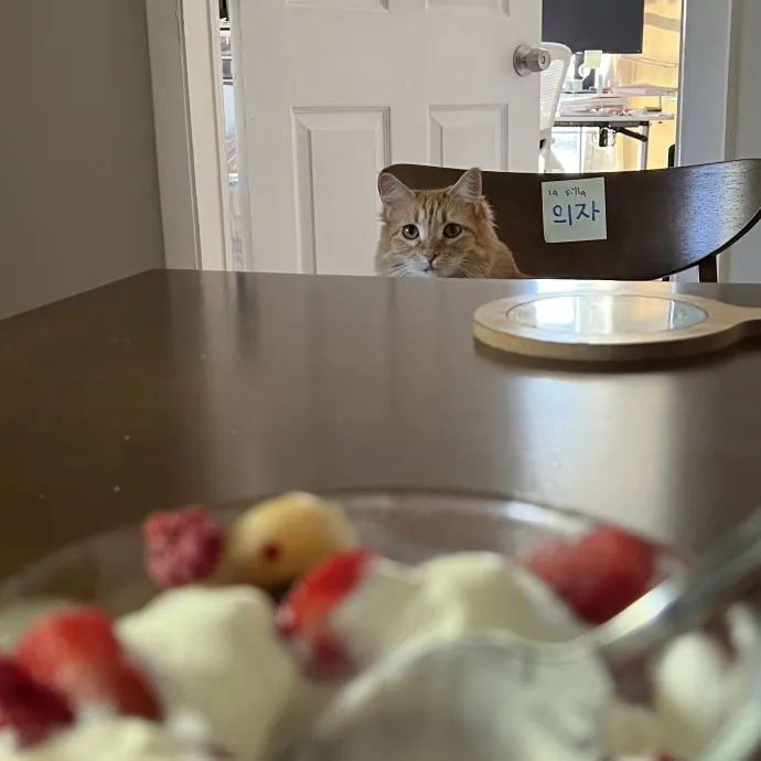 Cat Mom To Four Here To Love Yours Too