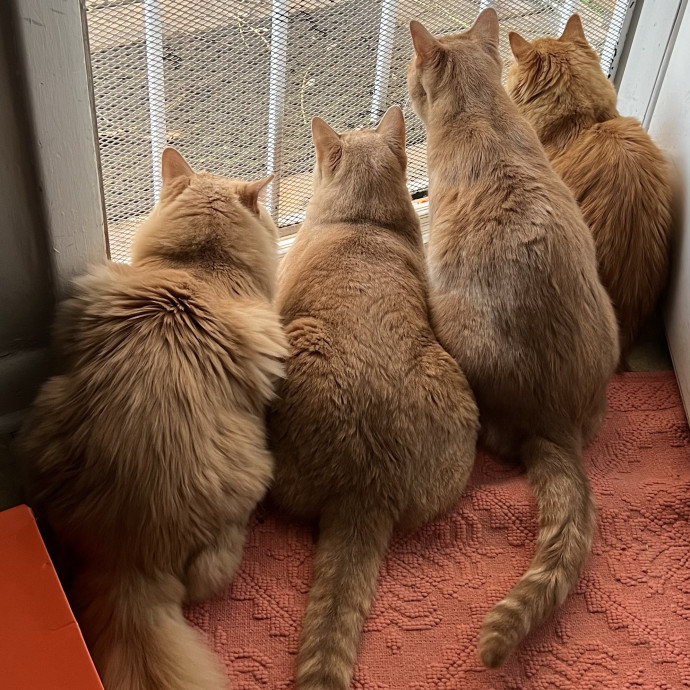 Cat Mom To Four Here To Love Yours Too