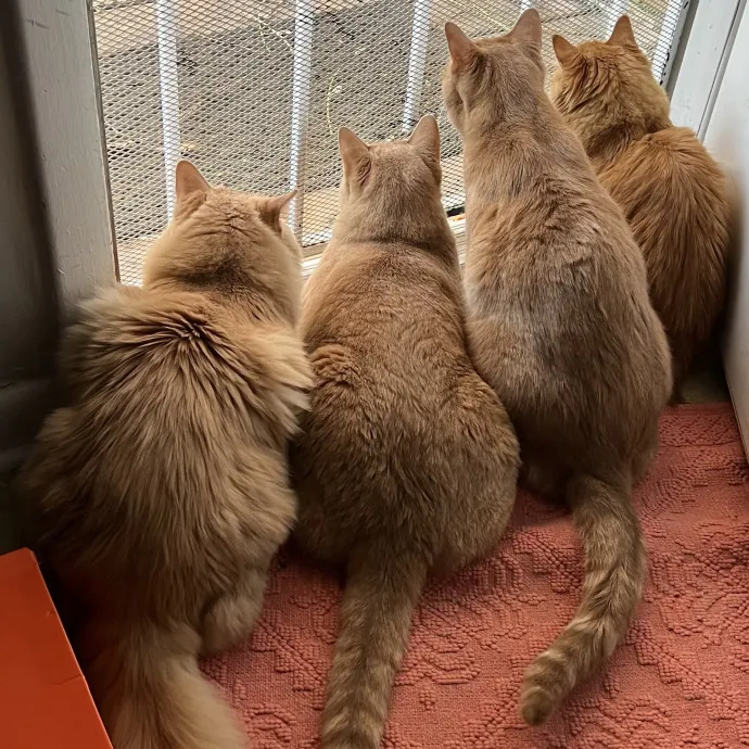 Cat Mom To Four Here To Love Yours Too