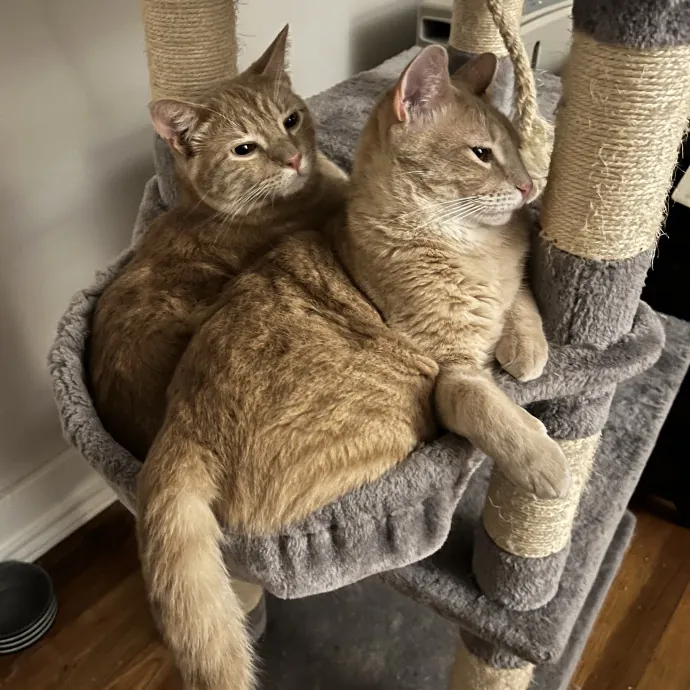 Cat Mom To Four Here To Love Yours Too