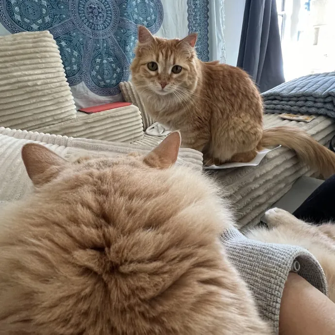 Cat Mom To Four Here To Love Yours Too