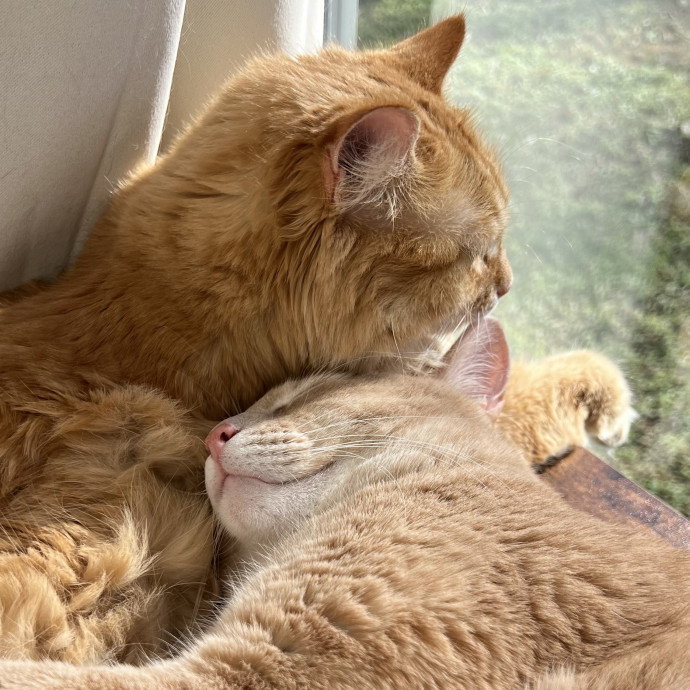 Cat Mom To Four Here To Love Yours Too