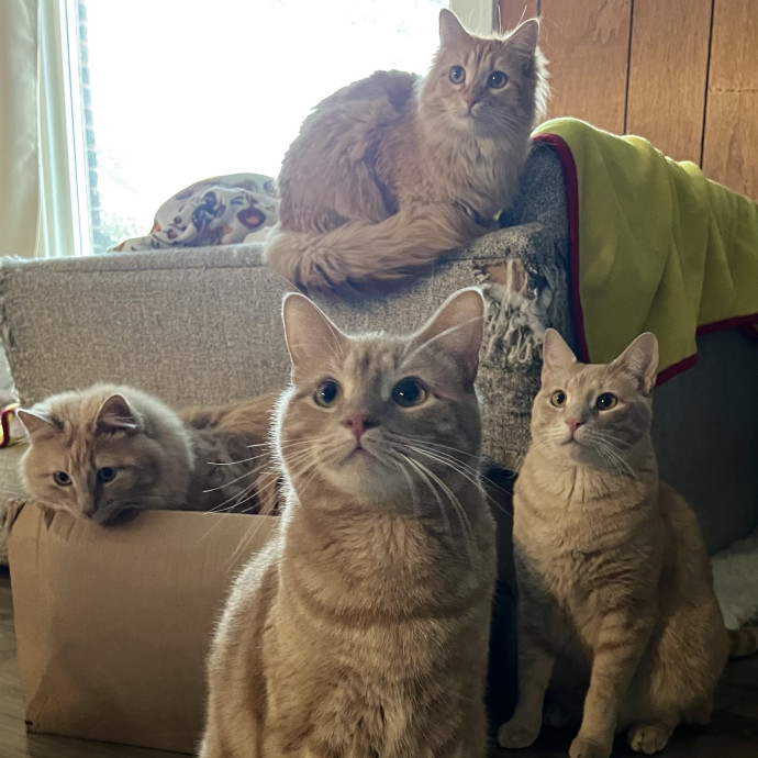 Cat Mom To Four Here To Love Yours Too