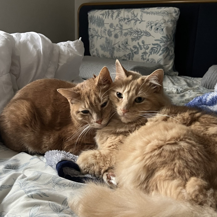 Cat Mom To Four Here To Love Yours Too