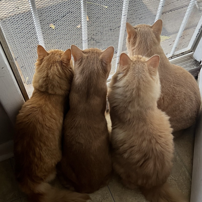 Cat Mom To Four Here To Love Yours Too