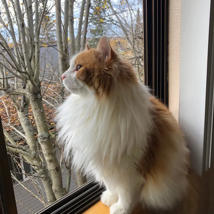 Lifetime Cat Mom For Kitty Sitting