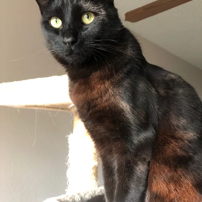 Lifetime Cat Mom For Kitty Sitting