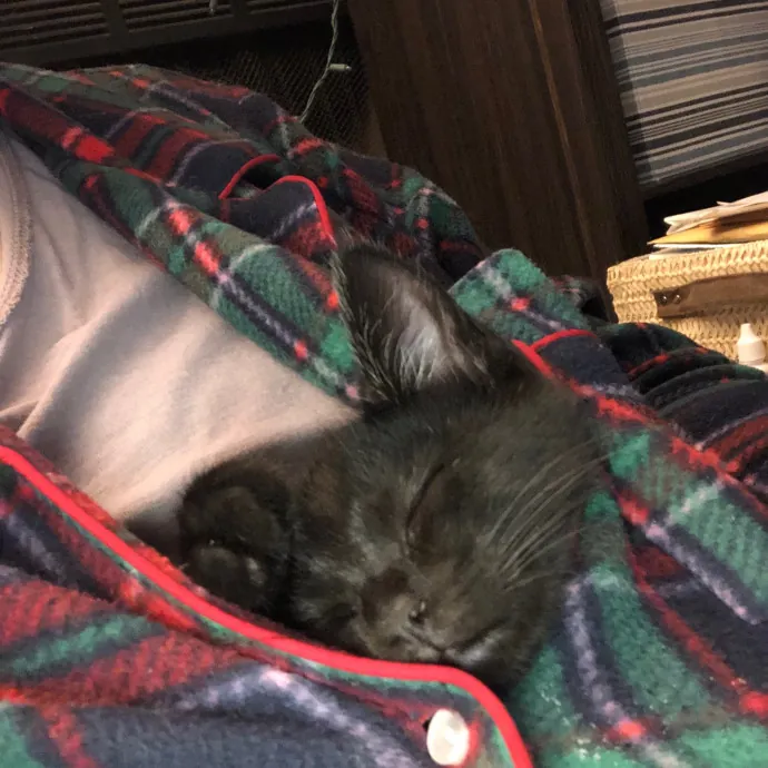 Lifetime Cat Mom For Kitty Sitting