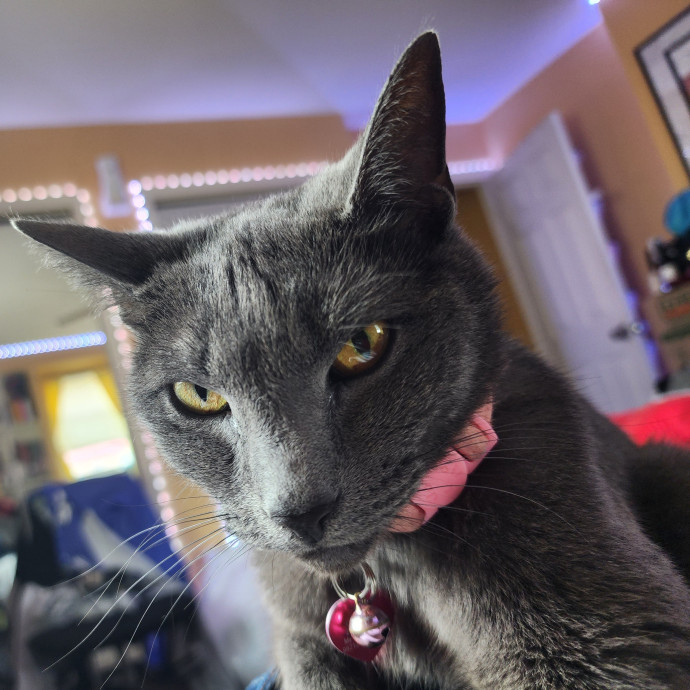 Whiskers And Claws photo 3