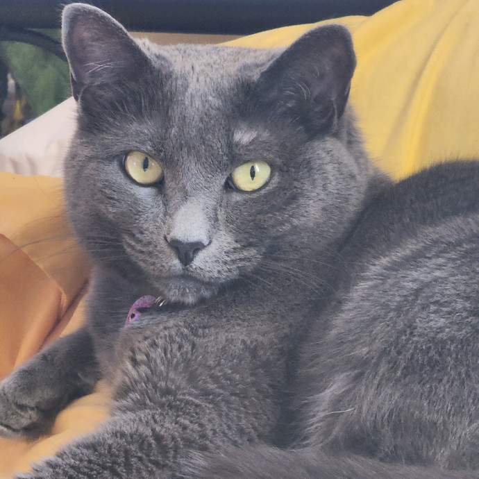 Whiskers And Claws photo 2